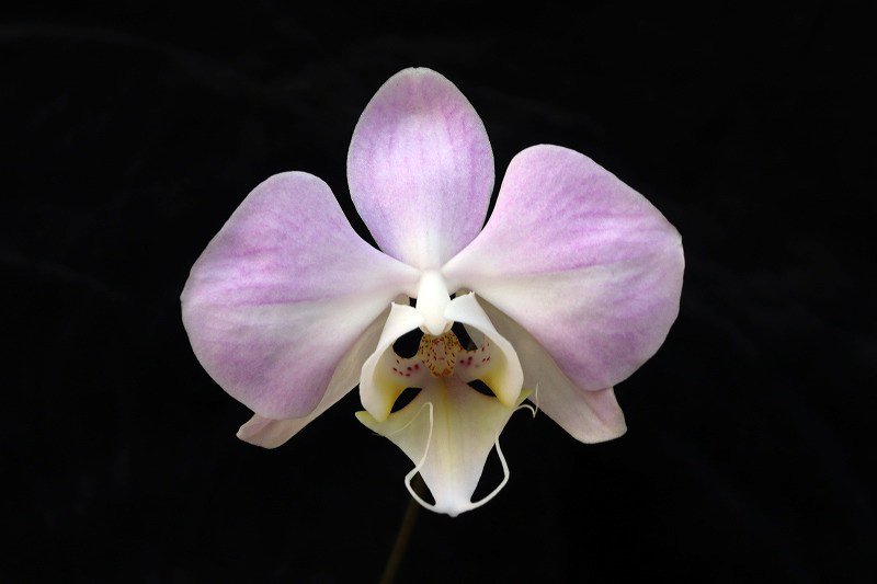 NK】 (@nknk81191345) / Posts / X