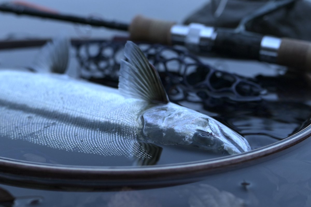 107tsuritai's tweet photo. おはようございます🎣 https://t.co/Jr1gxq9gDN