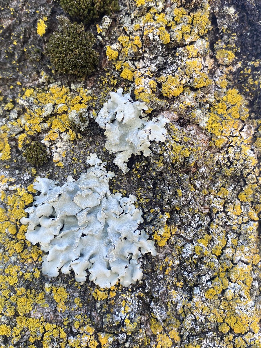 chiilichen's tweet image. おはよお〜

土日はだらだらしちゃった😴今週は予定がいっぱいあって配信出来なさそうです😭どうにかやる気を保っていくぞ😭

今日も気をつけて生きよう

#おはよう地衣類