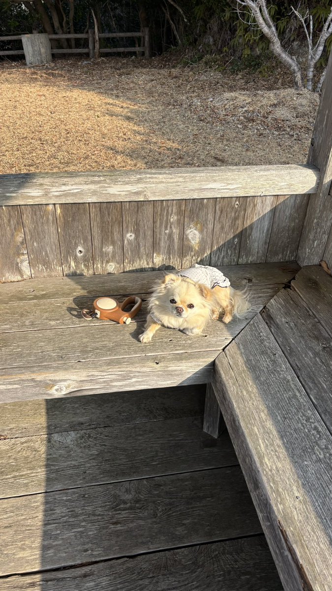 くつろいでるココちゃん☀️