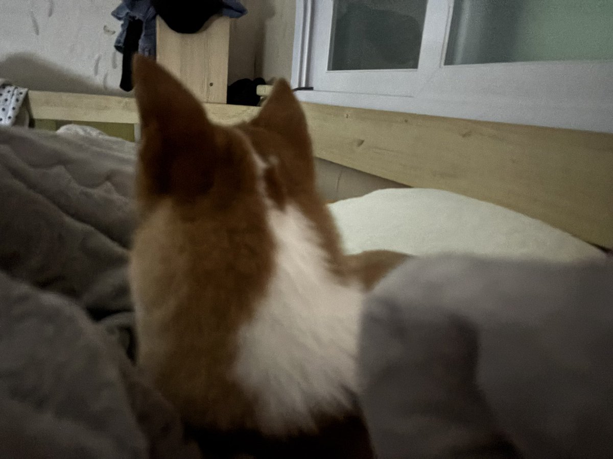 새벽에 잠자는 라떼를 납치하다