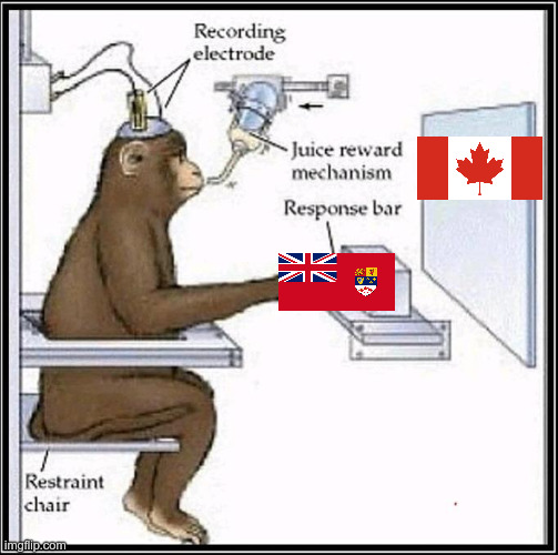 Stonecold Leafcel tweet media