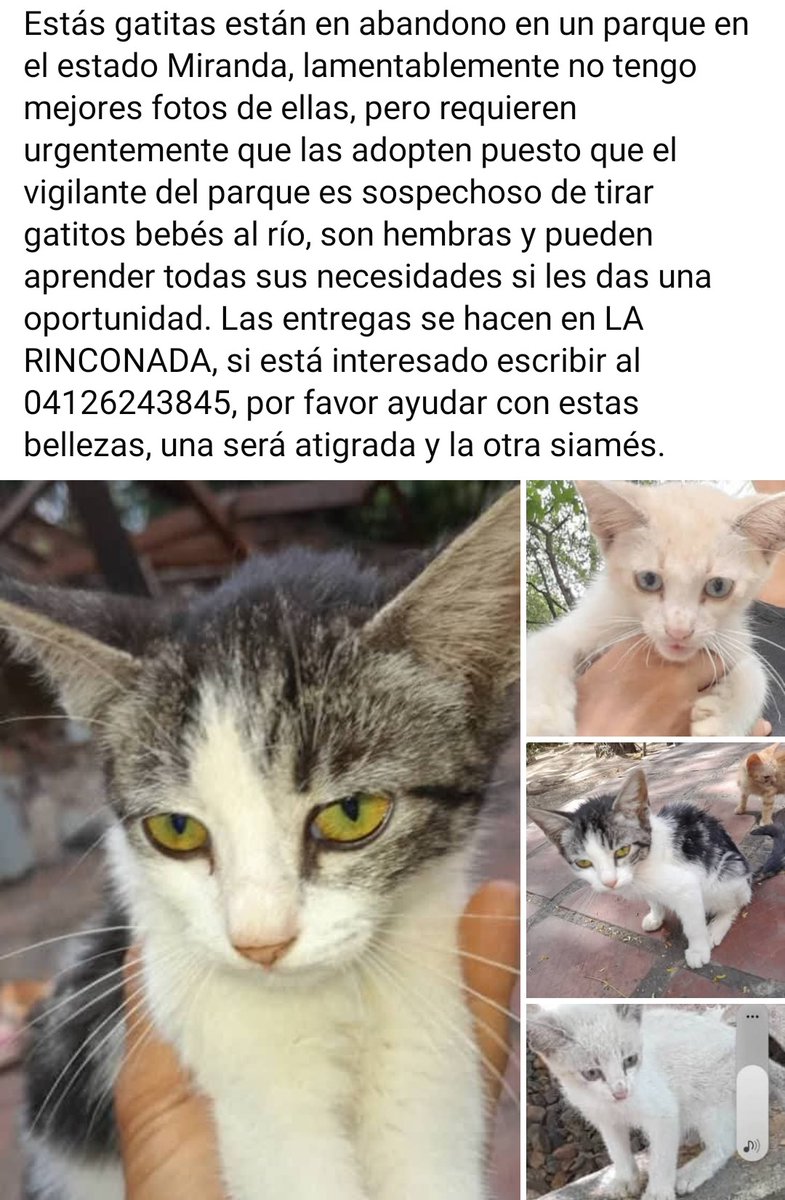 Es URGENTE encontrarles hogar, Caracas