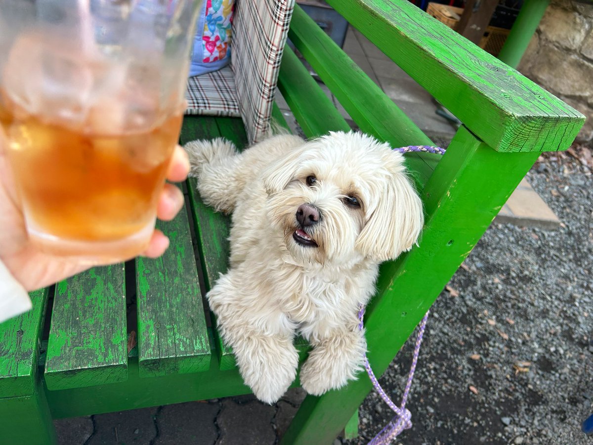 Splatoon_aimero's tweet photo. 昨日はひさびさの🐶☕️❤︎ https://t.co/7PJ4AT2nUU