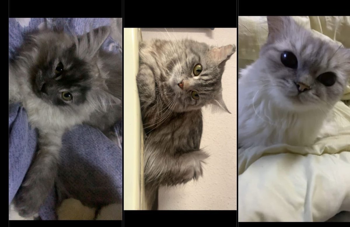 Engmanalrescuer tweet media