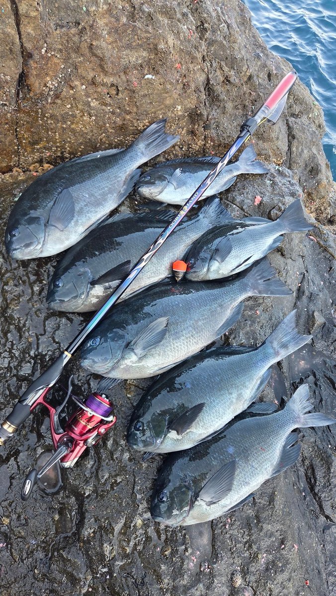 yamatobeee's tweet photo. 友達と🎣行ってきた https://t.co/1jJxGjguyA
