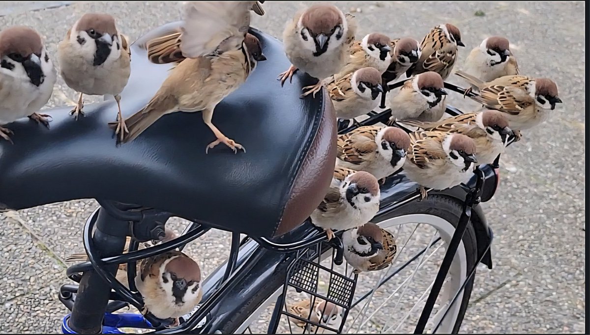 スズメﾁｬﾝ🚲🐤🐤🐤🐤
ｵﾊﾖｰｺﾞｻﾞｲﾏｽ 🐥
今週もよろしくお願いします(⁠•⁠ө⁠•⁠)⁠