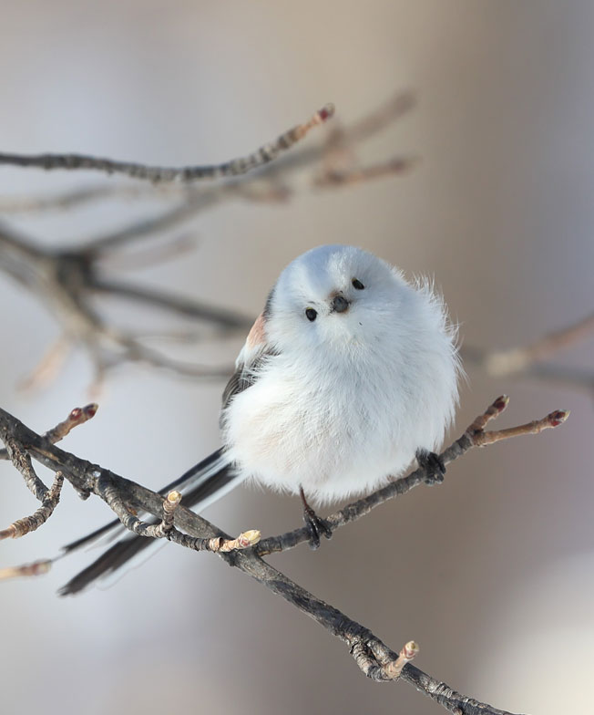 ぼく、シマエナガ。 tweet media