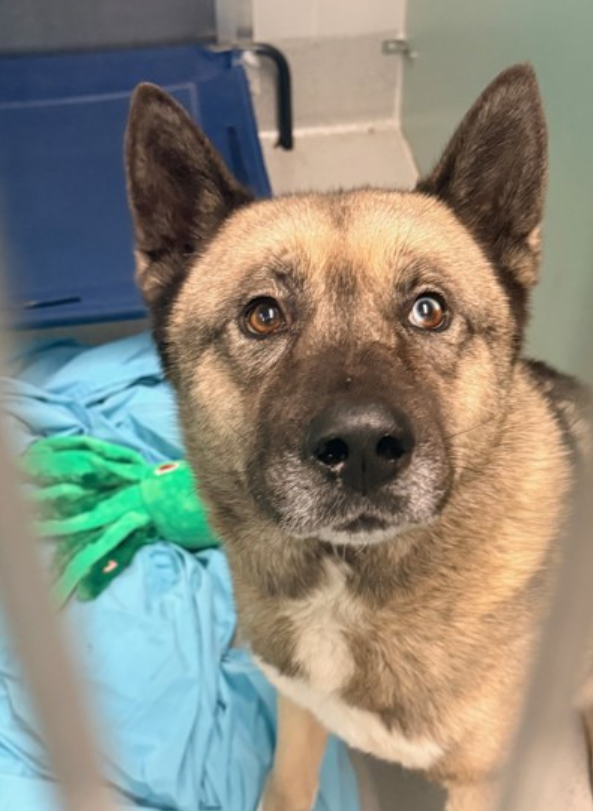 notthesameone2's tweet photo. 🐾6-y/o Maximus was added to tonight's list. Surrendered early Feb after a conflict w/ other resident dog during feeding time. He will not get many chances, make this listing count. Pretty, healthy &amp; very scared. Needs a foster offer by 2/17: https://t.co/EbUbcUIqq9 https://t.co/ZM4wWisLvs