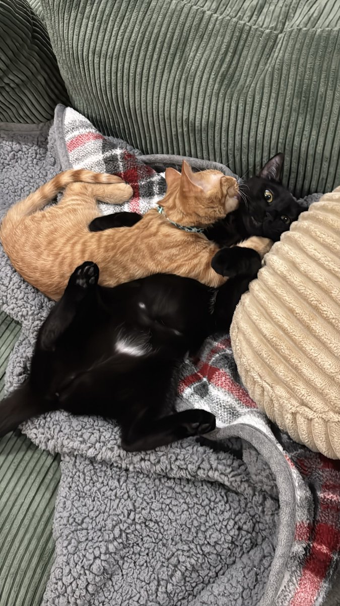 zenobeauty's tweet photo. @catsareblessing Ahhahahahah in a few months same thing going to happen for my black cat too 🤣🤣🤣 https://t.co/4ejebjb1SQ