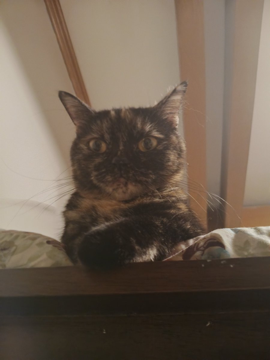 ExCerby's tweet photo. She owns my bed now https://t.co/KBBguWIRcJ