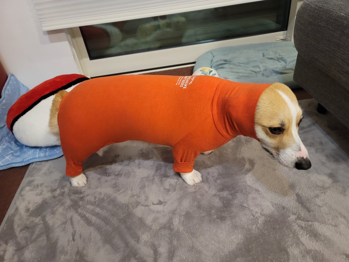 パッツパツセクシーイッヌスーツです
見た目はギョニソです