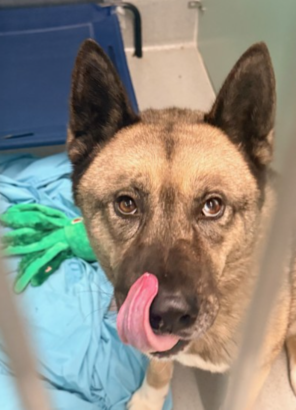 notthesameone2's tweet photo. 🐾6-y/o Maximus was added to tonight's list. Surrendered early Feb after a conflict w/ other resident dog during feeding time. He will not get many chances, make this listing count. Pretty, healthy &amp; very scared. Needs a foster offer by 2/17: https://t.co/EbUbcUIqq9 https://t.co/ZM4wWisLvs