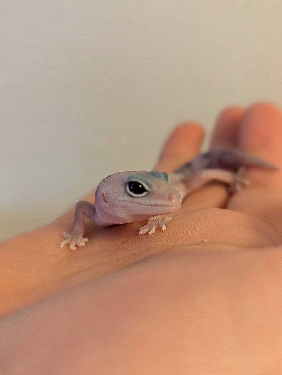 moviefanwanwan's tweet image. 1週間経ったので
JRS愛知にて①
Noir reptilesさんより
ゴーストオレオズールー50%キャラメルをお迎えしました🤩
#JRS愛知
#Noir reptiles
#ニシアフ