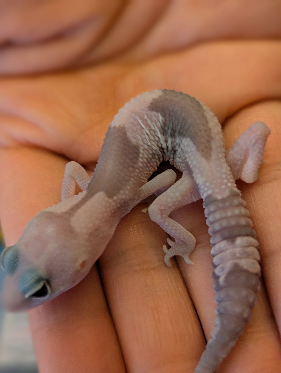 moviefanwanwan's tweet image. 1週間経ったので
JRS愛知にて①
Noir reptilesさんより
ゴーストオレオズールー50%キャラメルをお迎えしました🤩
#JRS愛知
#Noir reptiles
#ニシアフ