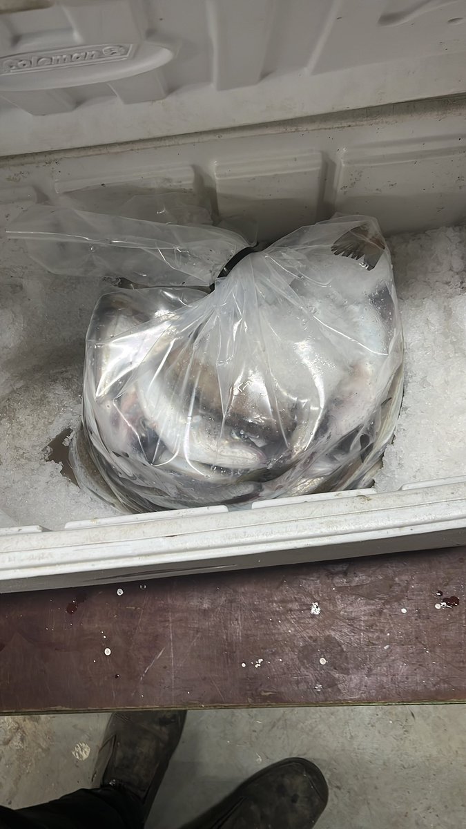 Dirk X 🐟 BRA7 tweet media