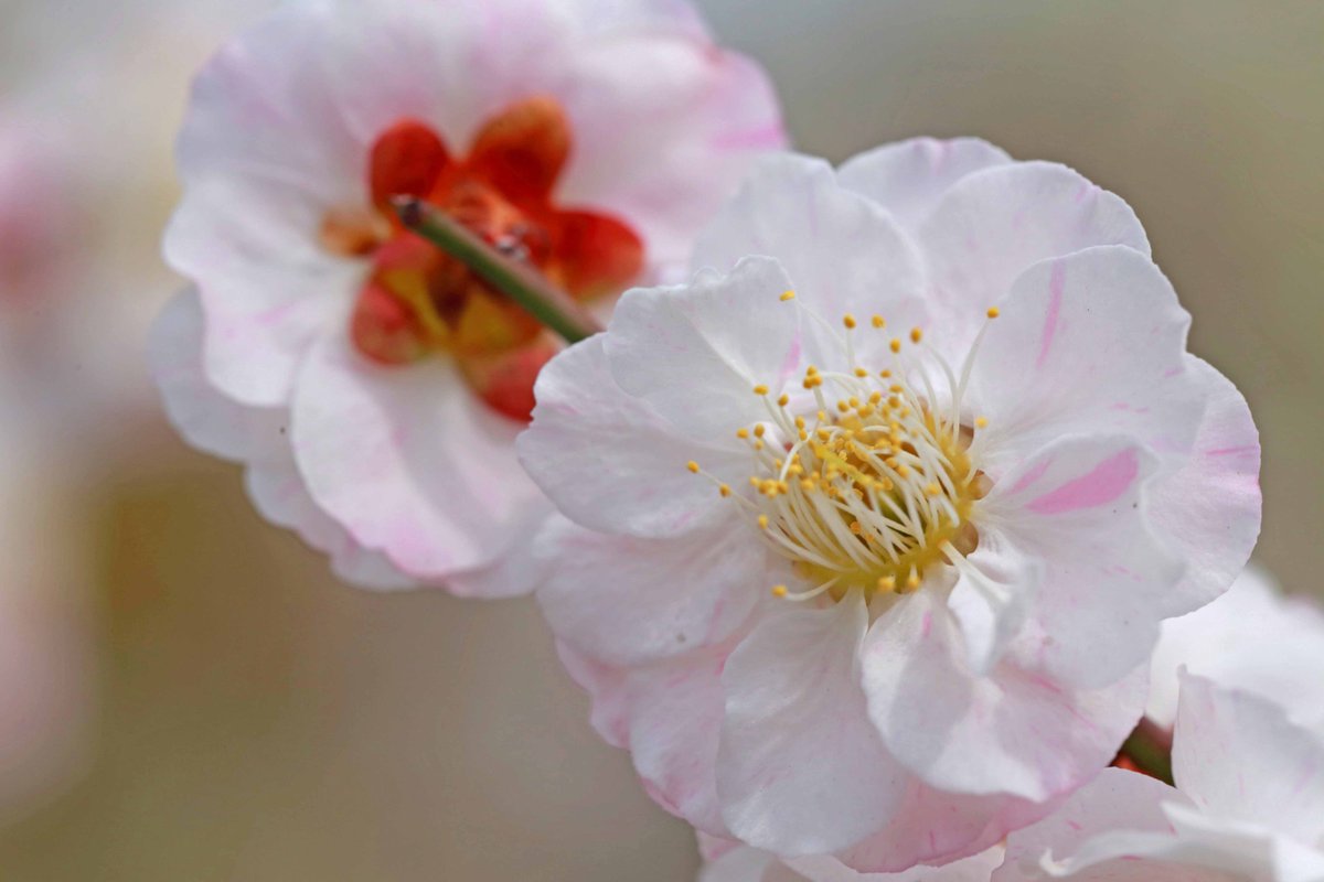 紅梅と白梅が、混じって咲いためずらしい梅。「思いのまま」という品種だそうです😊