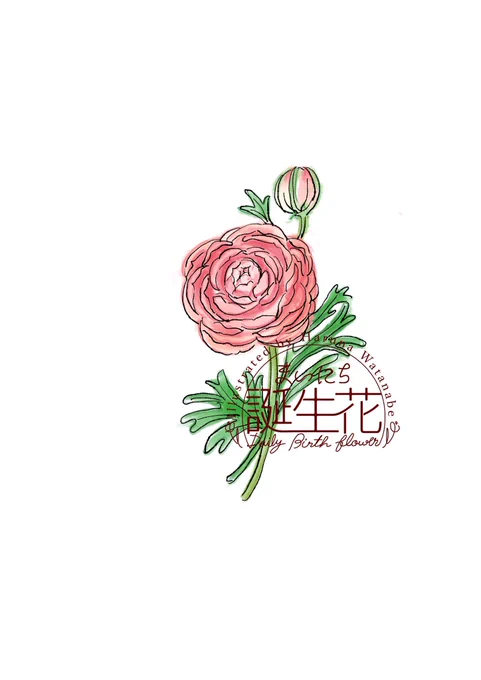 2月16日 ラナンキュラス 花言葉 晴れやかな魅力 #1日1絵 #まいにち誕生花