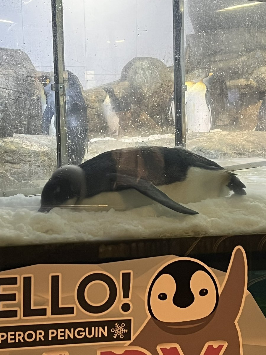 Sumiko666's tweet photo. めっちゃかわいかった♡

 #ペンギンの赤ちゃん
 #アドベンチャーワールド https://t.co/vymeG7X0NI