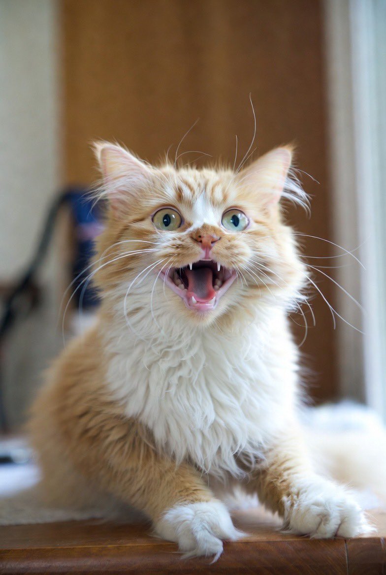 +Chalie the positive cat @catcoin.io tweet media