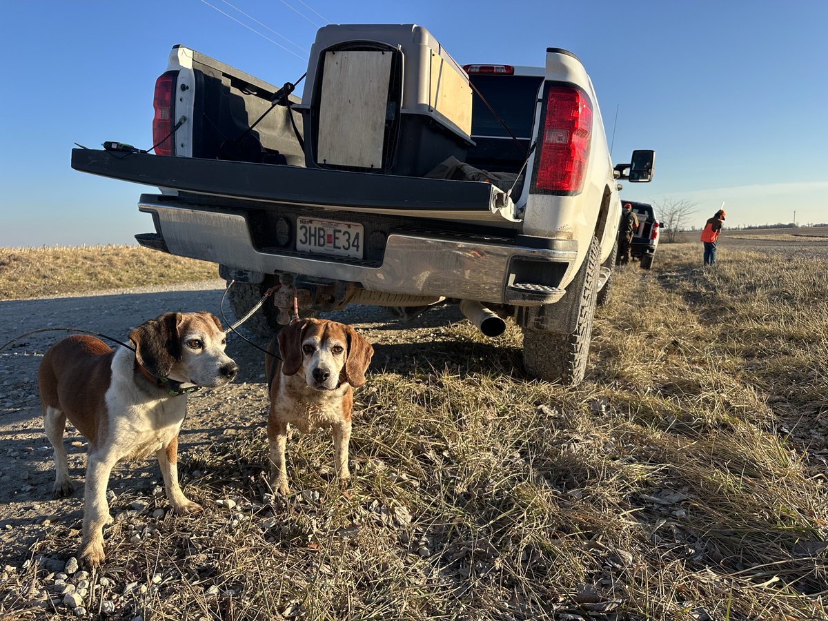2025-26 rabbit season is officially over. Couldn’t be any more proud of Cooper and Sheldon. Even at 11&amp;12 years old they still led every pack we hunted with year.