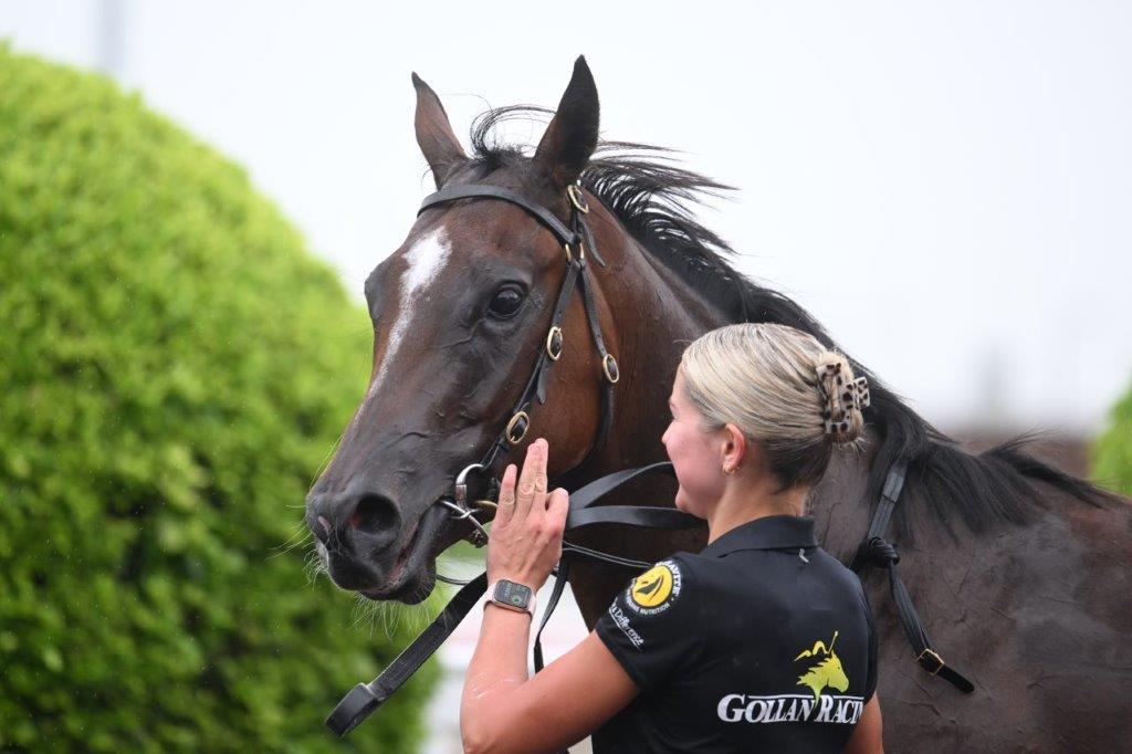 tonygollan's tweet photo. 💥TRACKSIDE WINNER OF THE WEEK 💥
Our #WinnerOfTheWeek presented by Trackside Photography is Pembrey.
Pembrey won the 2YO Hcp over 1000m by 5.5L at Eagle Farm on Saturday ridden by Ben Thompson & strapped by Danika Wilson. https://t.co/6HZ2uN5MBn