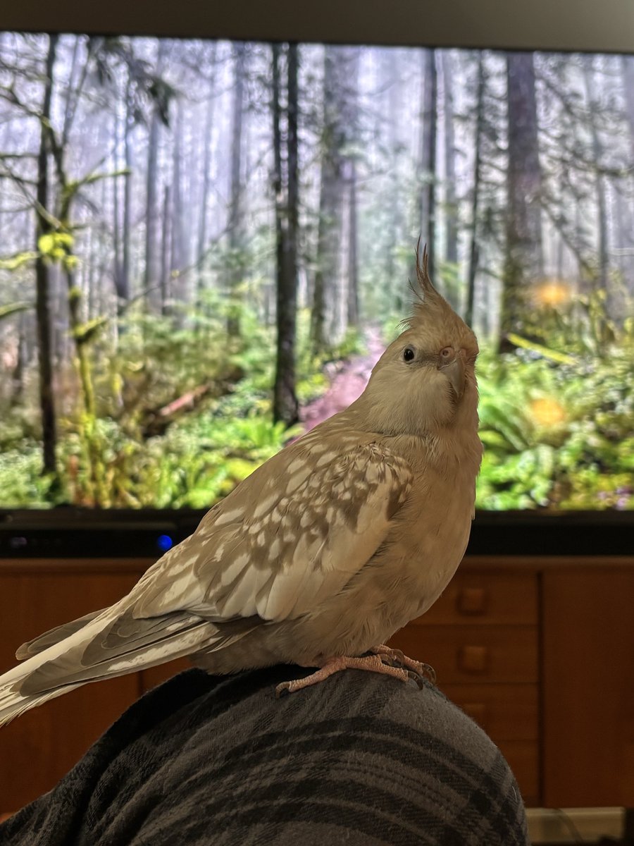 Old Captain Log tweet media