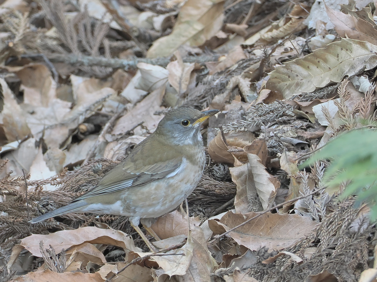 wb_wings's tweet photo. 白腹
#シロハラ 
#PaleThrush 
#みかも山公園
2026/02/15 https://t.co/U2tnCgQyje