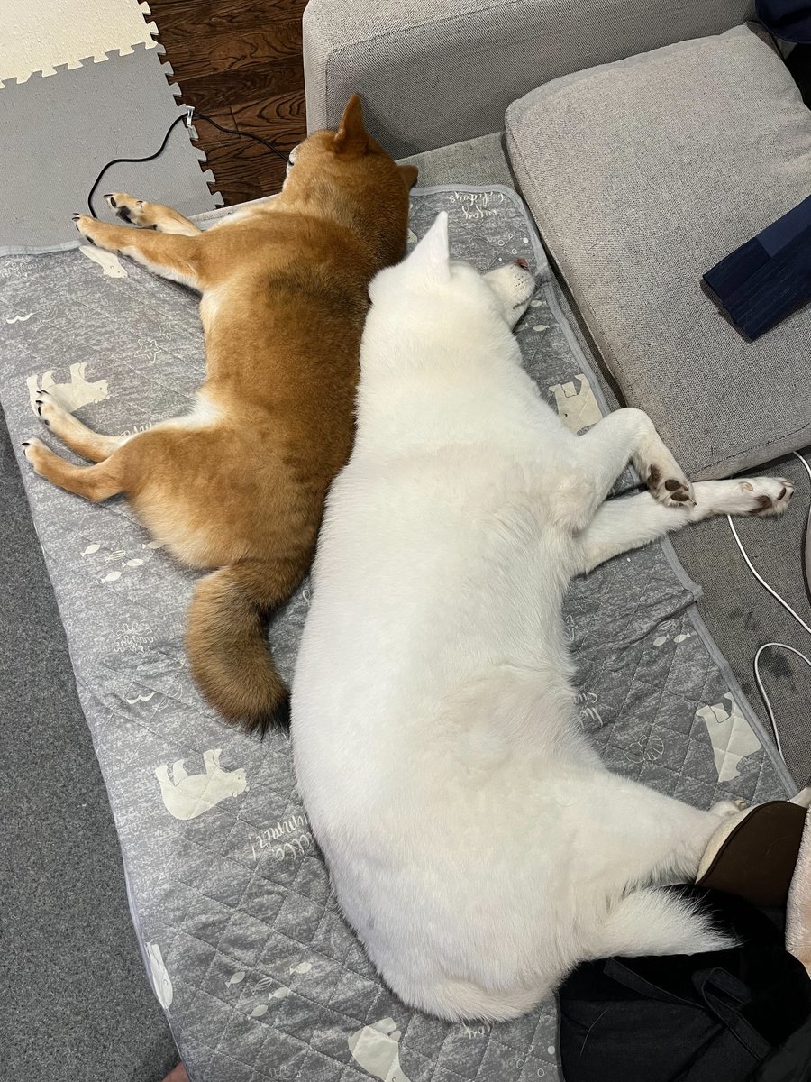 お姉ちゃん大好きすぎる桃太郎🤭 まんざらでもない？うめさん🤭