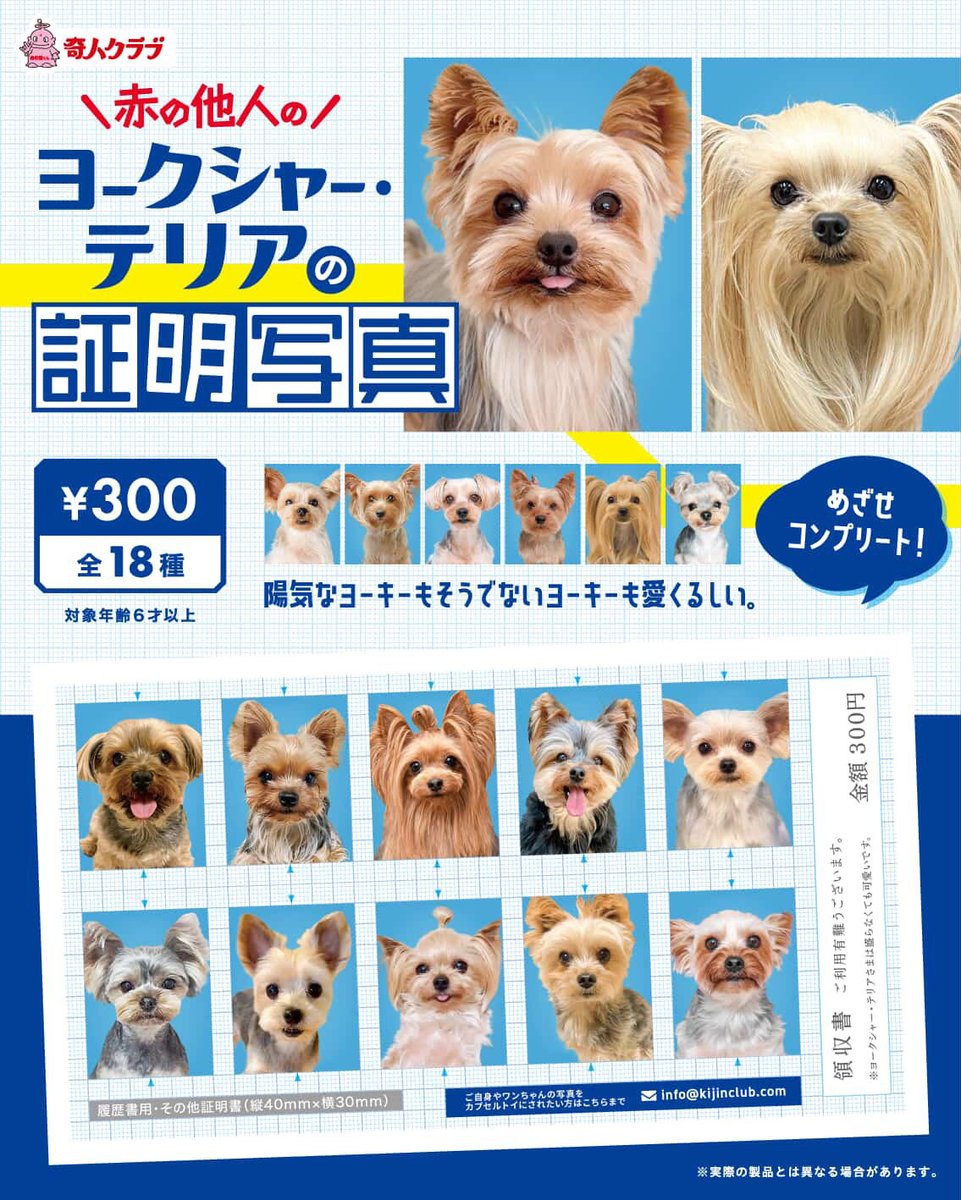 ヨークシャテリアさんたちの 証明写真ガチャが出るみたいです📸🐶 わ
