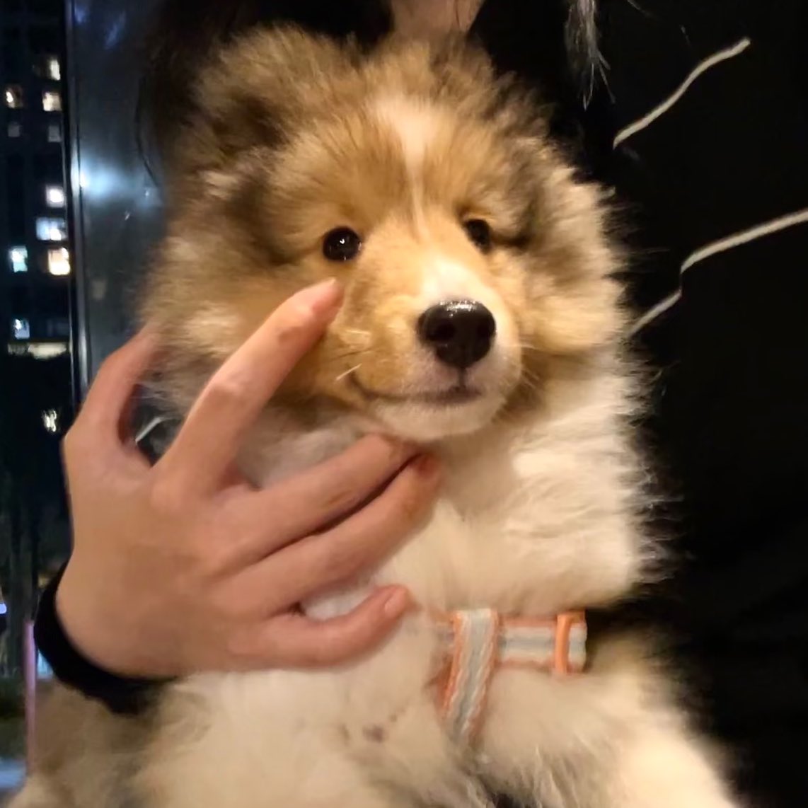 耳式原型机 tweet media