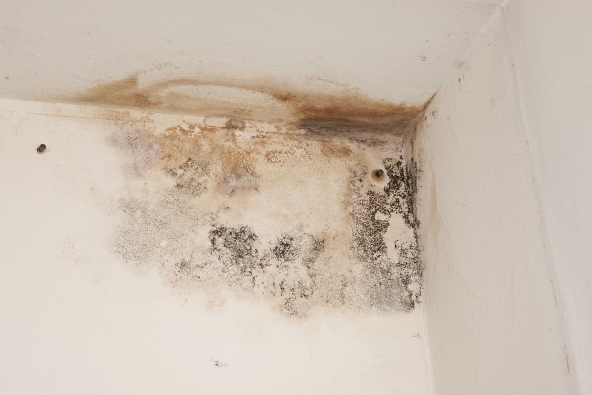 WorldPlaymaker's tweet image. A musty smell is your home asking for help.
It means mold is active and releasing harmful gases into your air.

Ignoring it allows mold to spread deeper—where damage becomes harder to control.

MoveFast can locate hidden mold and remove it before it threatens your family’s health
