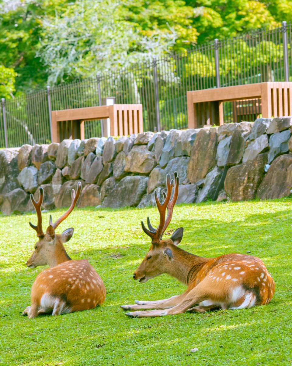 こんにちは！ 週の始まりけつ曜日(月曜日） 過去の写真から 若草山麓の