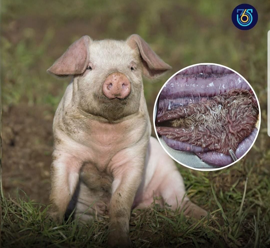 nooralhaqnews's tweet photo. 1,400 years ago, Islam said do not eat pork, long before microscopes or modern science. Today, science shows pork carry harmful parasites. 

Some people mock this Islam prohibition before, but now advance science confirms it, https://t.co/5e2iiA0YCa