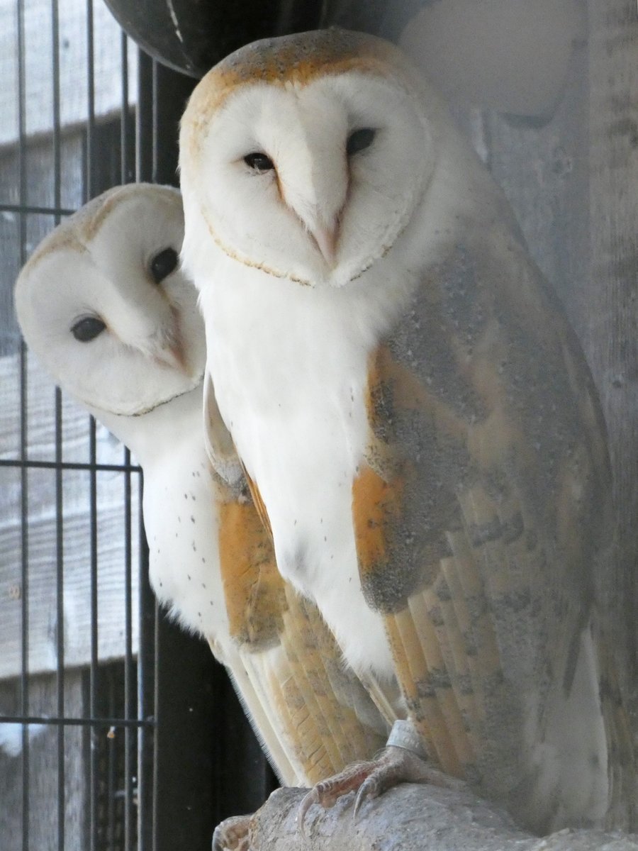 コタママ (@kotatyamtema) / Posts / X