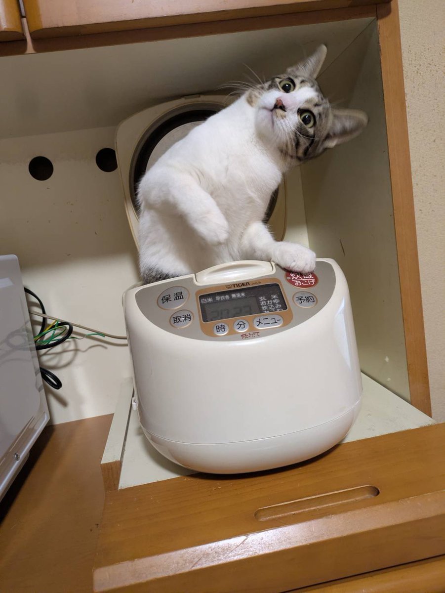 朧†皇帝たん† tweet media