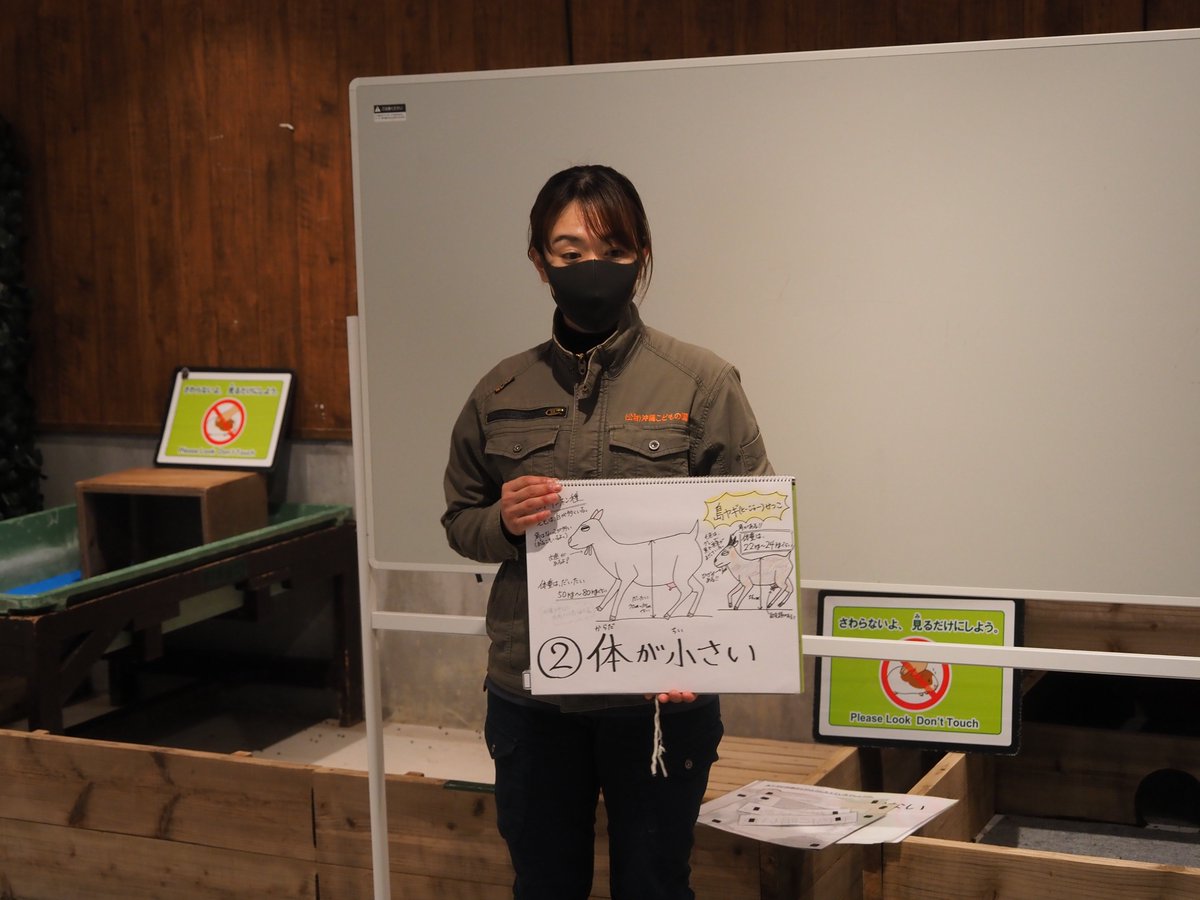 どうぶつ広場特別ワークショップ「島ヒージャー雪子とヤギさんぽ」開催