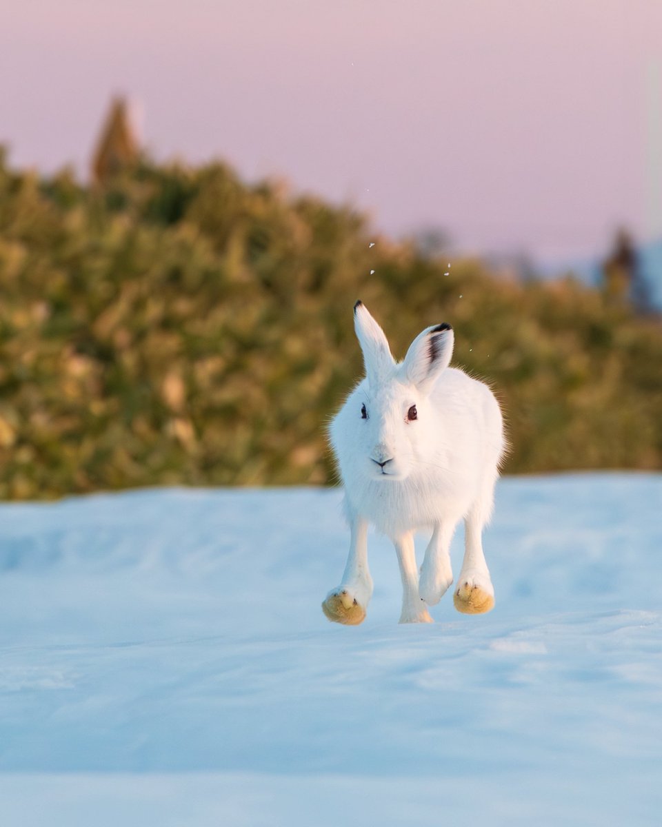 肉球のない足の裏、別バージョン。

大きな後ろ足でトップスピードは70〜80km/hのエゾユキウサギ。
100m走にしたら、５秒弱でゴールしちゃうんですって！
速いだけでなく、ジグザグ走行で捕食者を振り切り、野生を生き抜きます。

#エゾユキウサギ
#これソニーで撮りました
