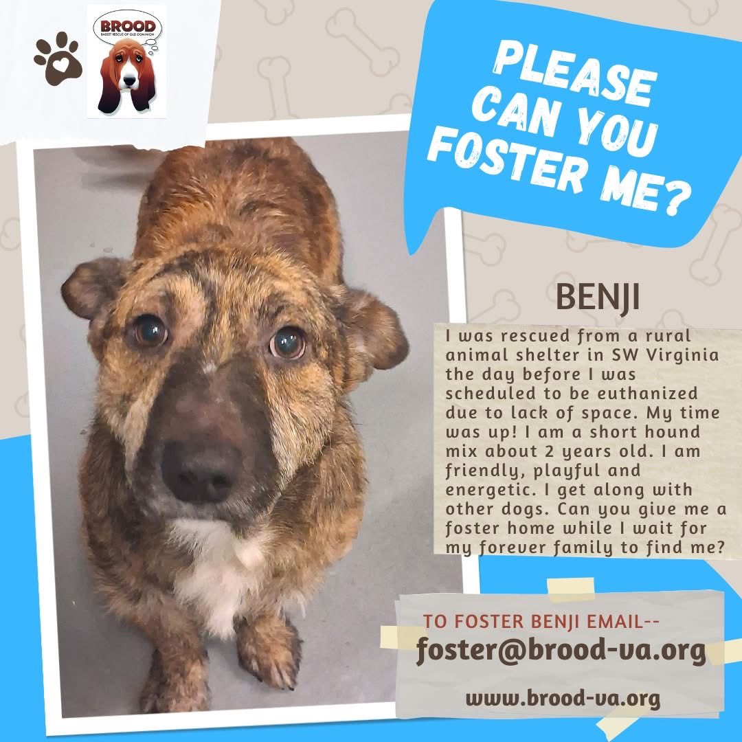 Benji needs a foster home. He is in paid boarding at our vet. Contact us if you can foster him by completing an application at brood-va.org!