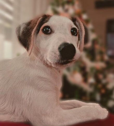 Doglover tweet media