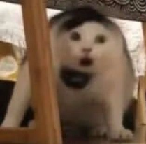 Aaaah!!! Salio Luna Snow y Magik.
Y si compran una con el code "zaidcos" les regalo la otra