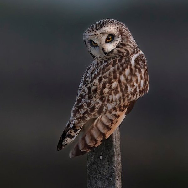 Scarlett Casey tweet media