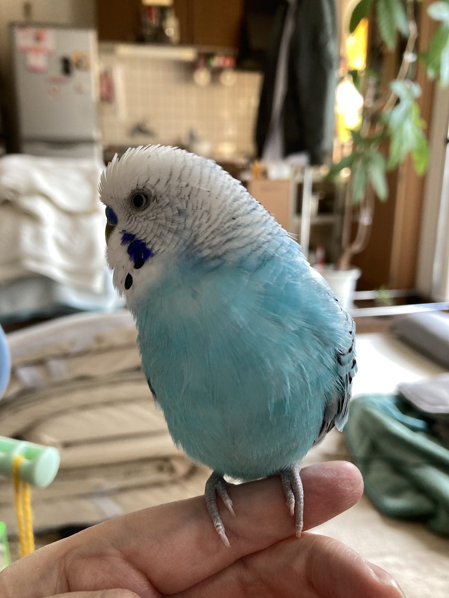 あるま🗼🌃🎹 tweet media