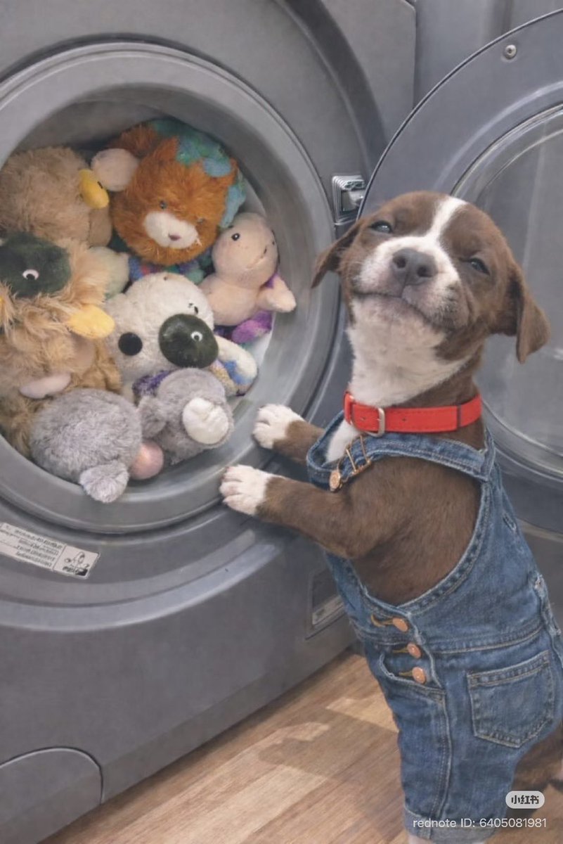 no context animals (@twperritos) on Twitter photo 