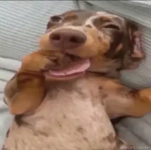 berfetus's tweet image. 