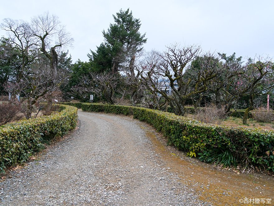おはようございます！今日の高知市は晴れ🌤️

ここ数日ぬくかったき高知城の枝垂れ梅が一気に咲いたがです
梅の段の梅はまだ咲いちゃあせん木も多いけんど詰門付近は春やったで✨️
2/20から詰門を開放するがやと
ほいたら今週もよろしゅうお願いします！
#企業公式が朝の挨拶を言い合う