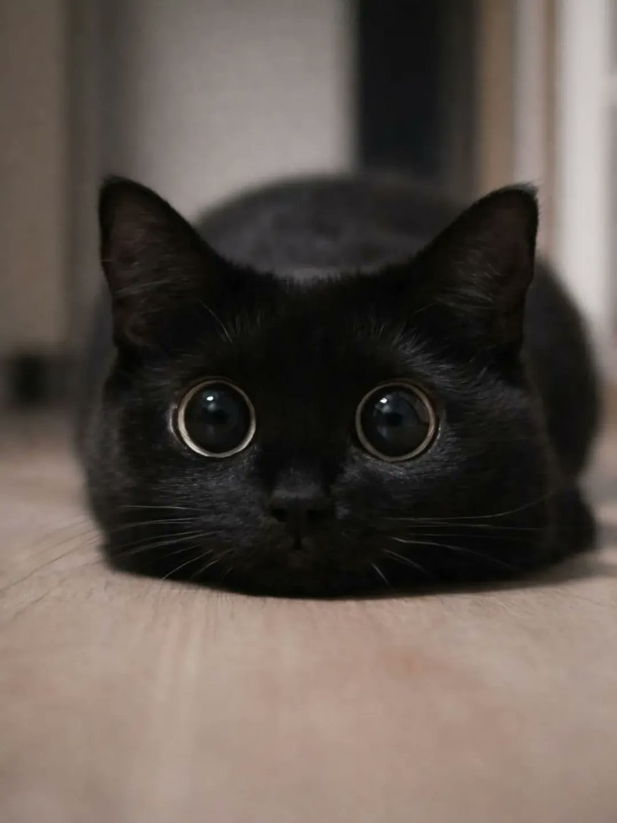 Catsillyness's tweet image. 