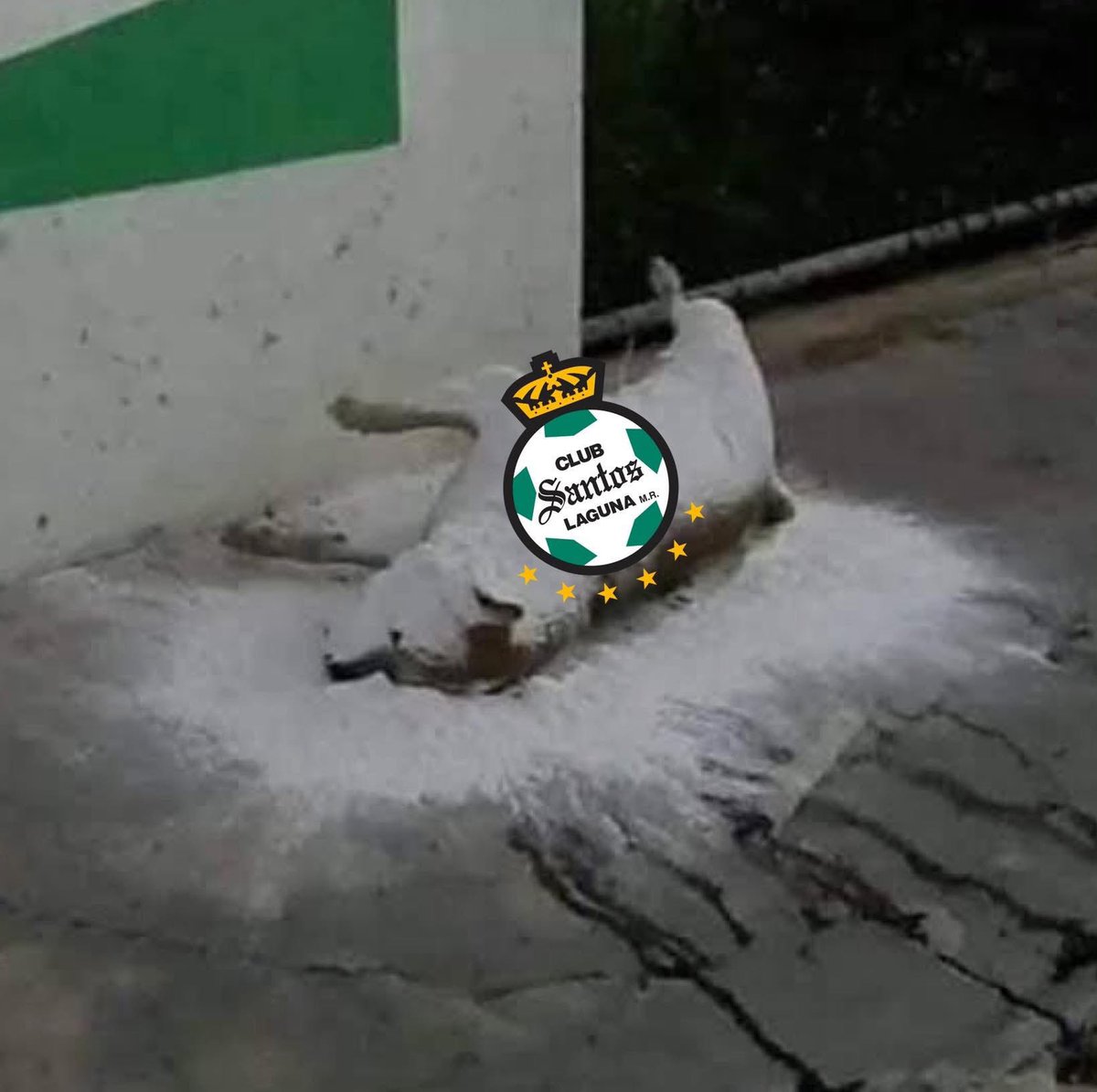MartinoliCuri's tweet photo. JAJAJAJAJA no mamen el Santos perdió de local contra Mazatlán que le quedan 3 meses de existencia https://t.co/PszmHhlOiH