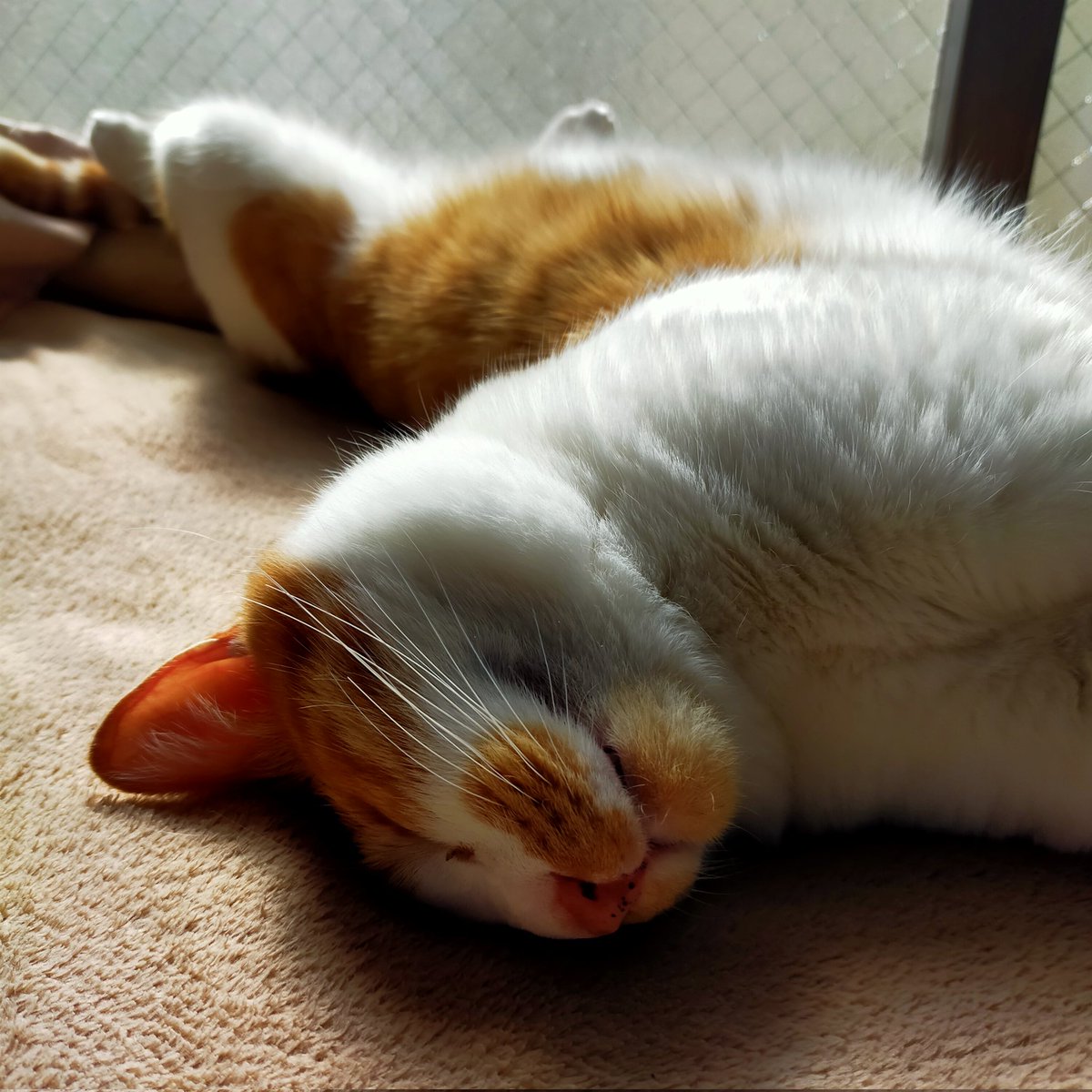 SNOOPY_810's tweet image. #windowcat 　#猫ミーム 
#猫のいる暮らし
#元野良猫みた団
#猫好きさんと繋がりたい
#元野良猫と暮らす