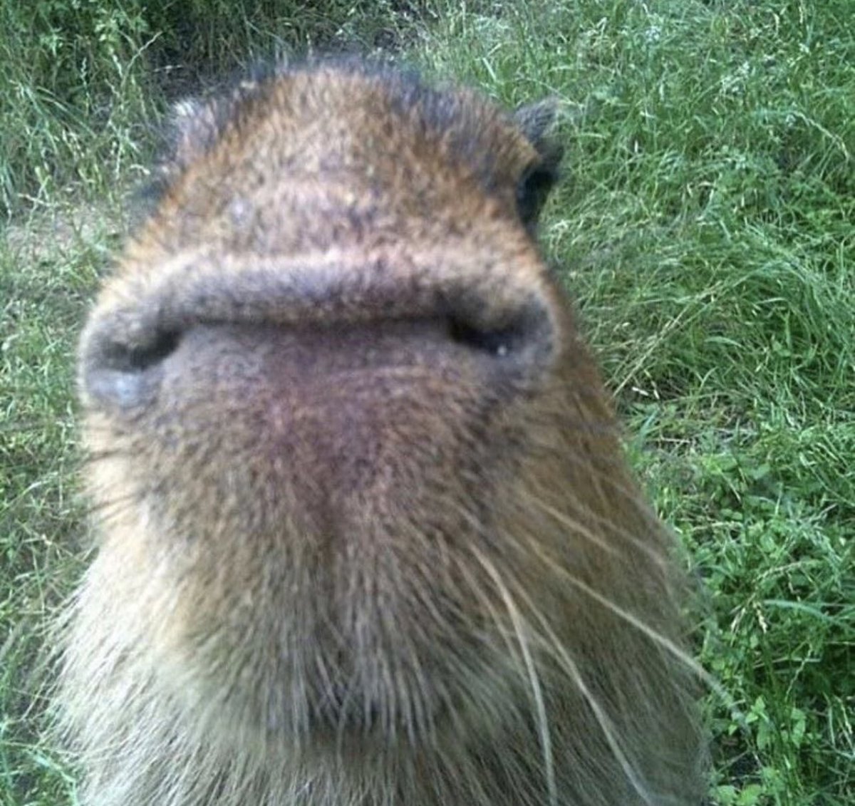 月曜日の朝の僕
#カピバラ #動物 #癒やし #温泉 #月曜日